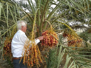 Dattelplantage Region Qassim 